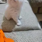 قطط شرازي عمر شهرين متعوده علي الليتر بوكس وتاكل اكل بيتي ود