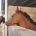 مهر شعبي فاخر