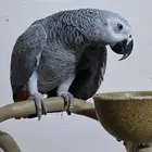 فرخ كاسكو انتاج محلي