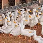 بط بيكيني
