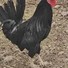 ديك اسود