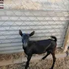 للبيع تيس صحه ونضافه