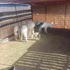 طليان لللبيع