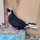 انثى درع