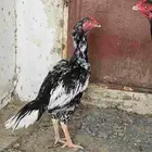 sindhi aseel chicken