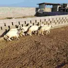 8 ضان حريات مضاريع من ضان شهران