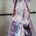 ذبايح ثلاجه مناسبات حري مقاسات ونجدي ونعيمي وتيوس مخاصي