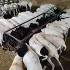 برابر صومالية مرابى