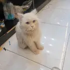 قط لوجه الله اللي يبغايهتم فيه ياخذه