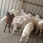 بهم حري شحم فل وست غنم. سديس