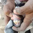 معزا دفيع وصغار سن