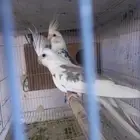 زوج كروان هولندي جرم ولون ..فخم..تم الحجز