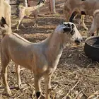 مشروع فحل بيشي ما شاء الله مد وعظم العمر شهرين