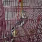 زوج كروان منتج مع فروخ