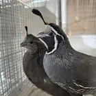 جوز سمان كاليفورنيا للبيع (تم البيع)