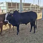 عجول بلدي للبيع