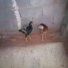 ديك ودجاجه باكستاني للبيع العمر 5 شهور نظيفه على الشرط