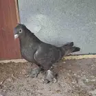 انثي اصيل بيور