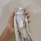كروان البينو أليف عيون حمراء و كروان هولندي أليف