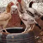 ديك فارسي وديك باكستاني ودجاج باكستاني واحده منهم فارسي