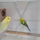 بادجي (طيور الحب)