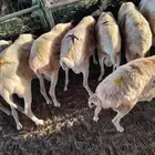 برابر صومالية مرابي جملة الجملة بسعر مناسب للتجار