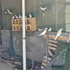 حمام هولندي ابو طوق