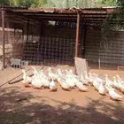 بط بكيني رابغ