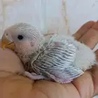 فرخ روز بلد ب 100 ريال