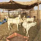 تيوس بيشيه صنف ا