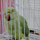 بغبغاء الدره نظيف جدا للبيع على 500ريال