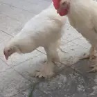 دجاج براهما بحال جيده على السوم
