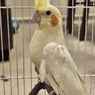 للبيع 3 كروانات