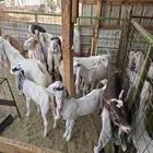 عنز هولنديه طيبه وجذابه للبيع عدد 32