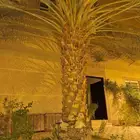 نخله للبيع مقابل الخلع