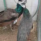 تبارك الله طير الطاووس طاووس طاوس طاؤوس زوج جوز ذكر وانثى