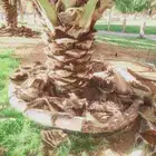 صيانه النخل تكريب تحويض قلع وغرس