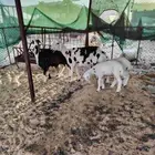 عدد 2 شاه نجد وحده رغوث معها 2 وحده مبيوعه بهمها