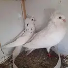 اعرض لكم جوز بلجيكي فاخر ومنتج للبيع