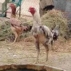 ديك فارسي ودجاج بكستني