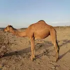 بكار حمر خوات