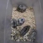 عرض على الهامستر الروسي