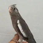 (تم البيع)