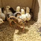 صوص دجاج باكستاني للبيع