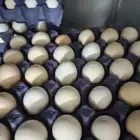 بيض بلدي مائدة نوفر كميات