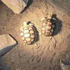 سلاحف برية السولكاتا