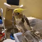 كروان للبيع للجاد يكلمني