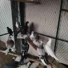 حمام مشكل قوي وجميل عرض الحبه 10 ريال