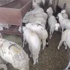 لدينا السواكني المرابي