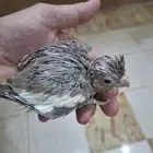 فروخ كروان( تم البيع )